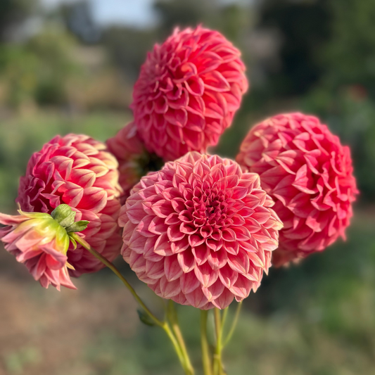 DAHLIA SYLVIA CRAIG HUNTER
