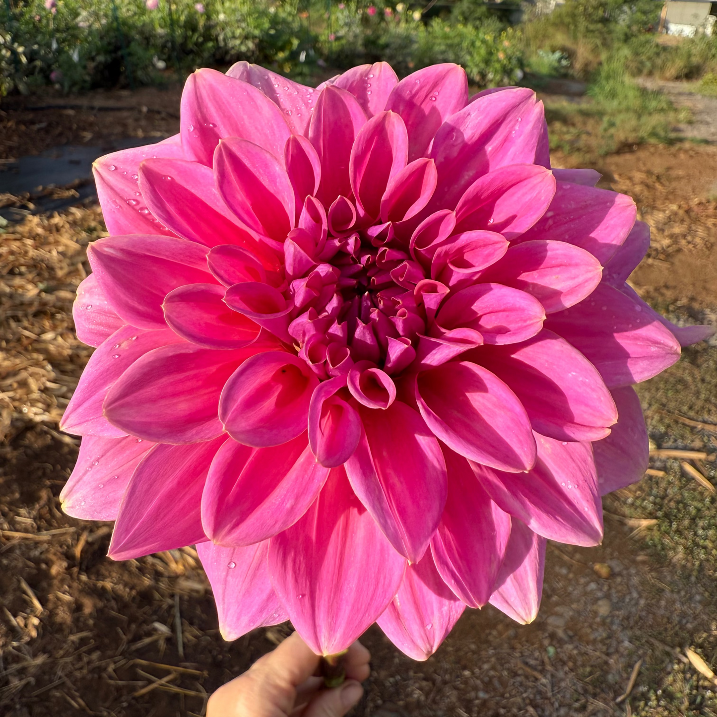 DAHLIA KDF FLORA AURORA