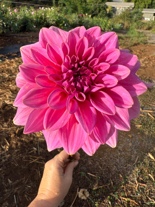 DAHLIA KDF FLORA AURORA