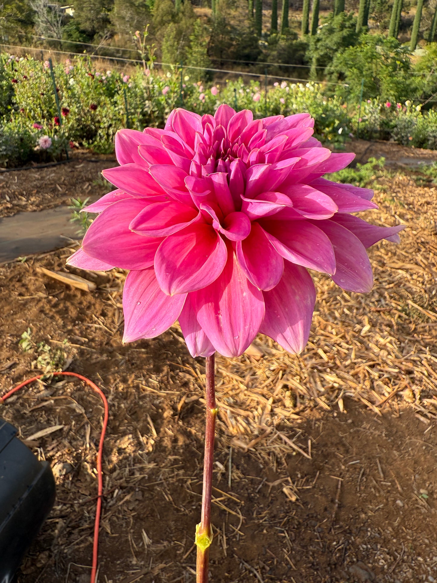 DAHLIA KDF FLORA AURORA