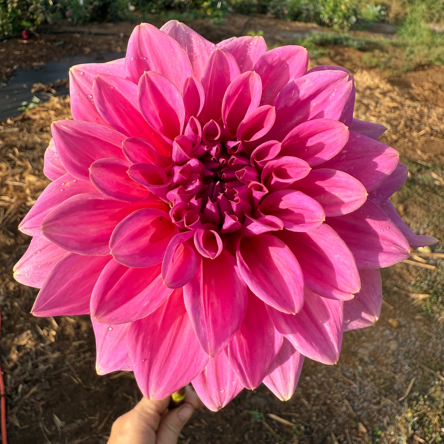 DAHLIA KDF FLORA AURORA