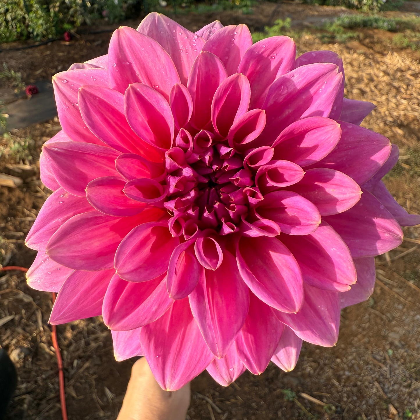 DAHLIA KDF FLORA AURORA