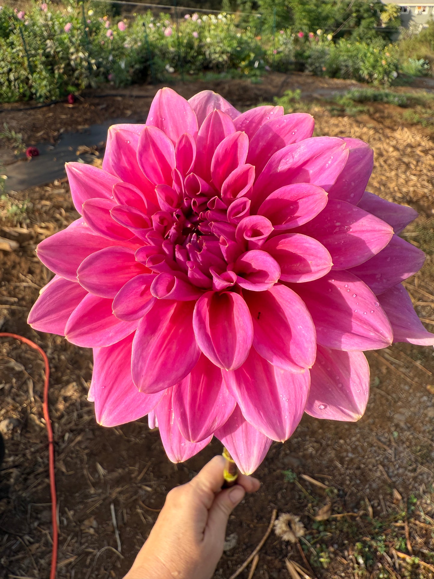 DAHLIA KDF FLORA AURORA
