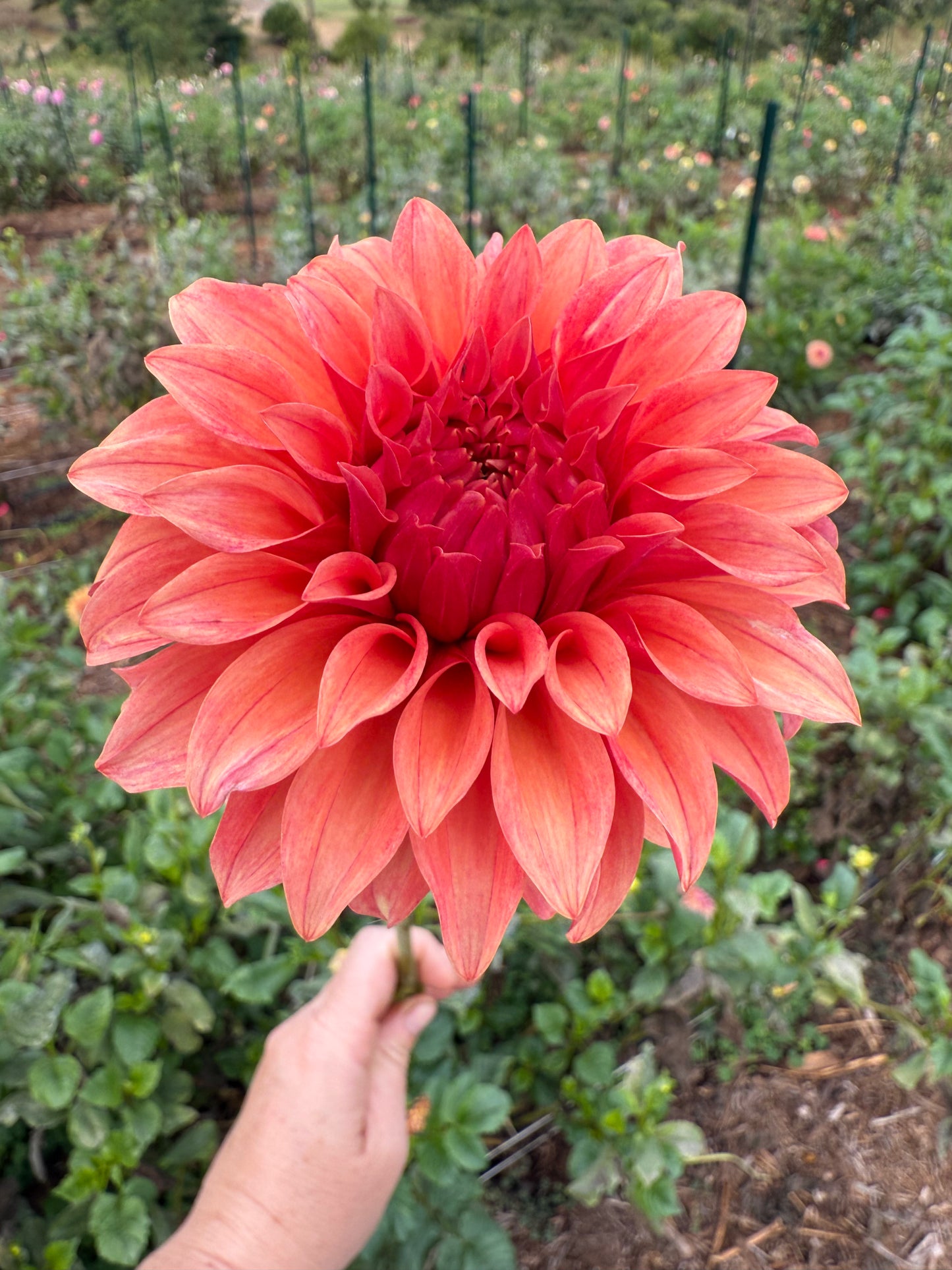 DAHLIA BLOOMQUIST PLEASING
