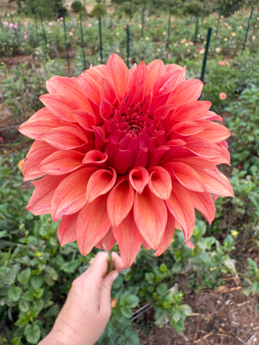 DAHLIA BQ PLEASING