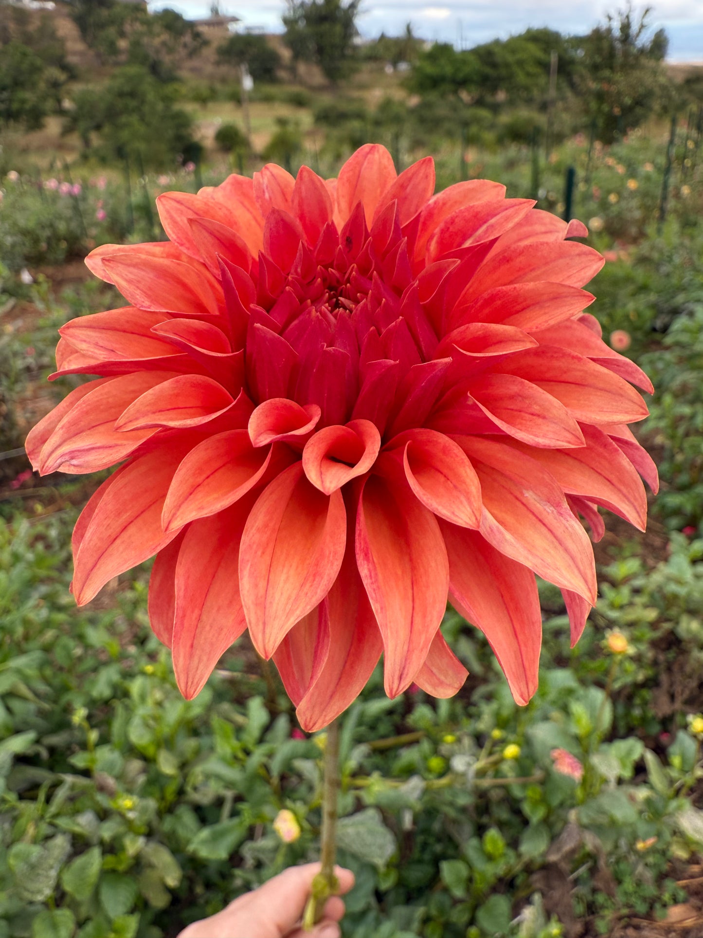 DAHLIA BLOOMQUIST PLEASING