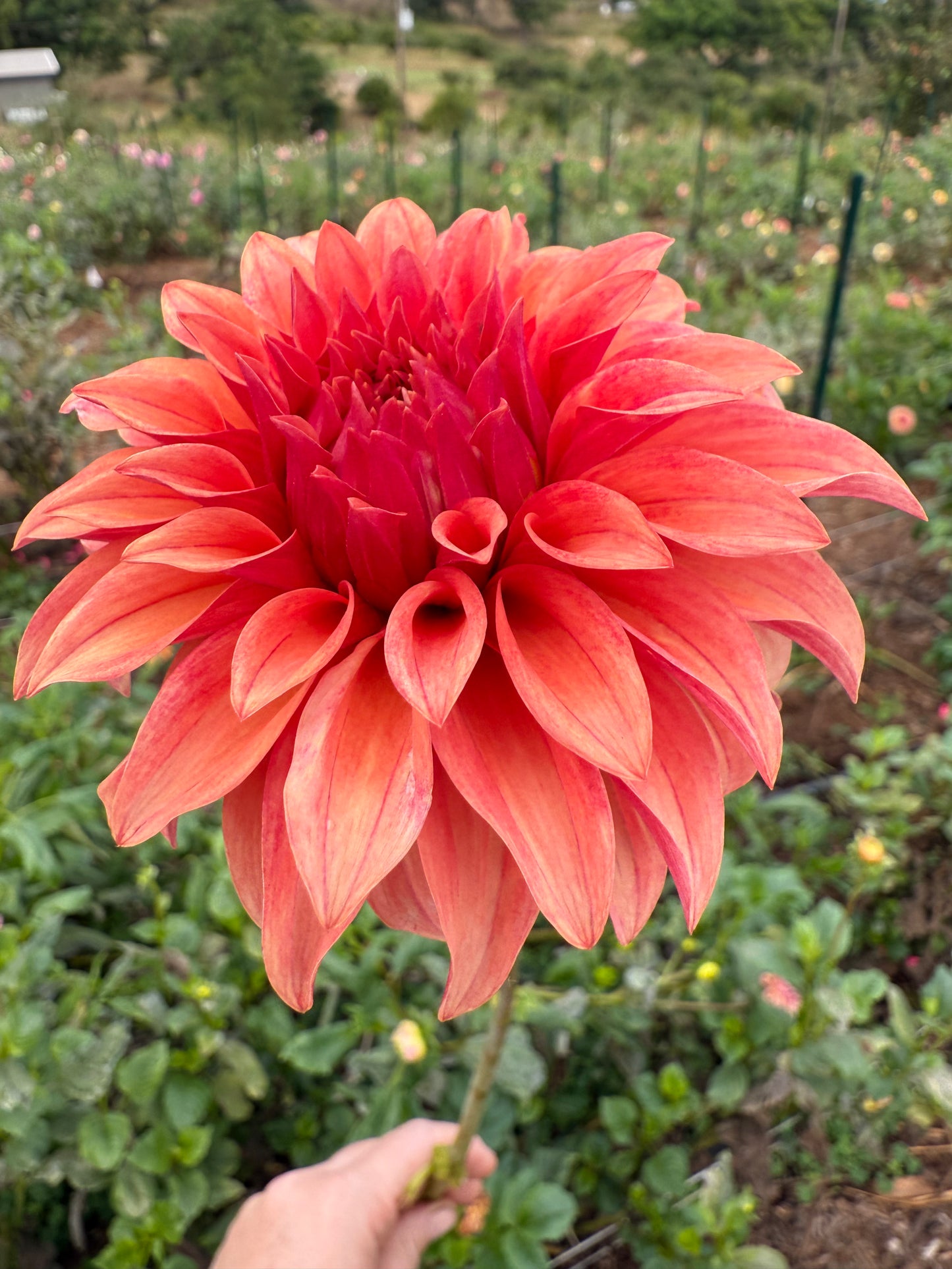 DAHLIA BLOOMQUIST PLEASING