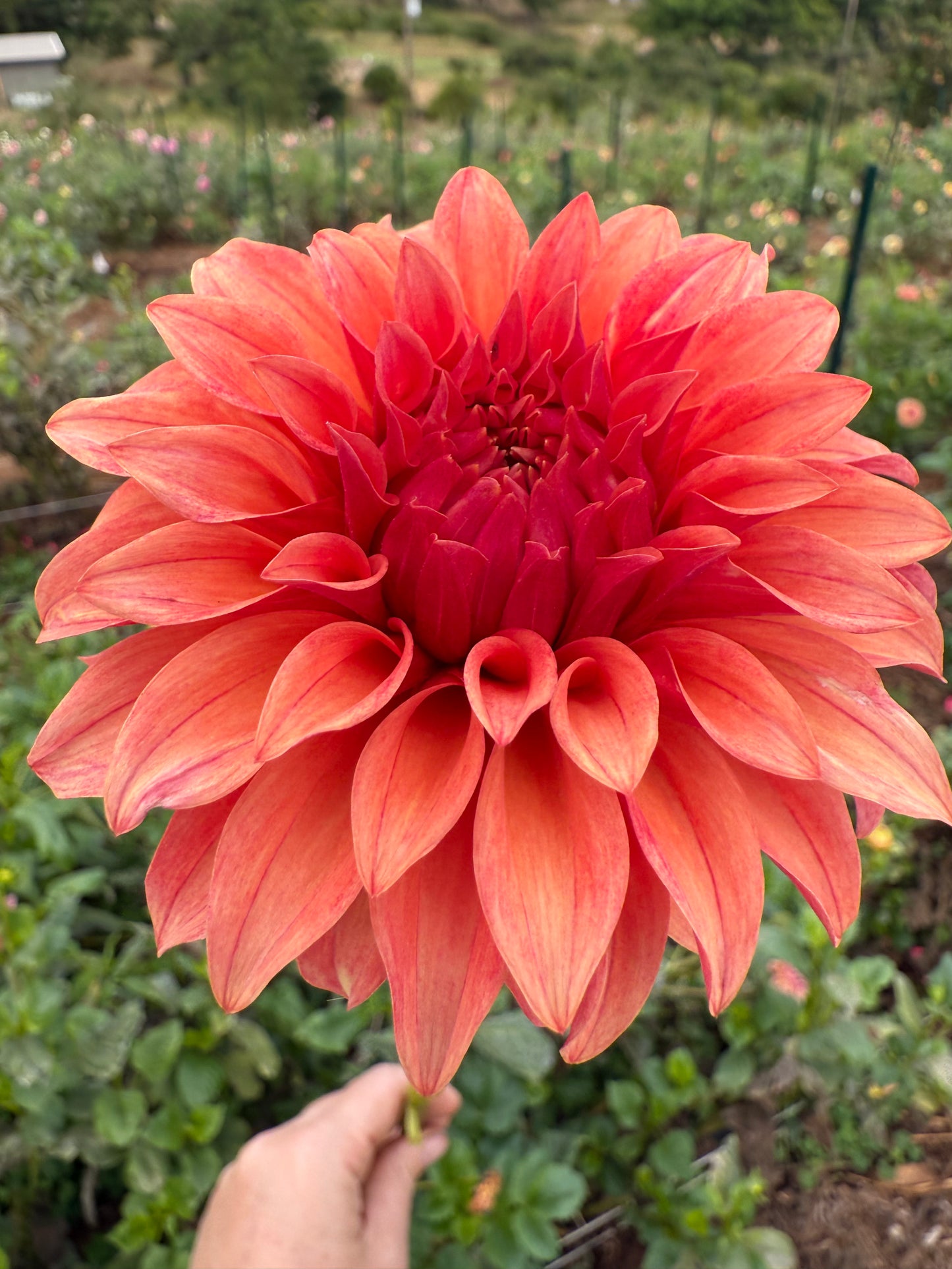 DAHLIA BLOOMQUIST PLEASING