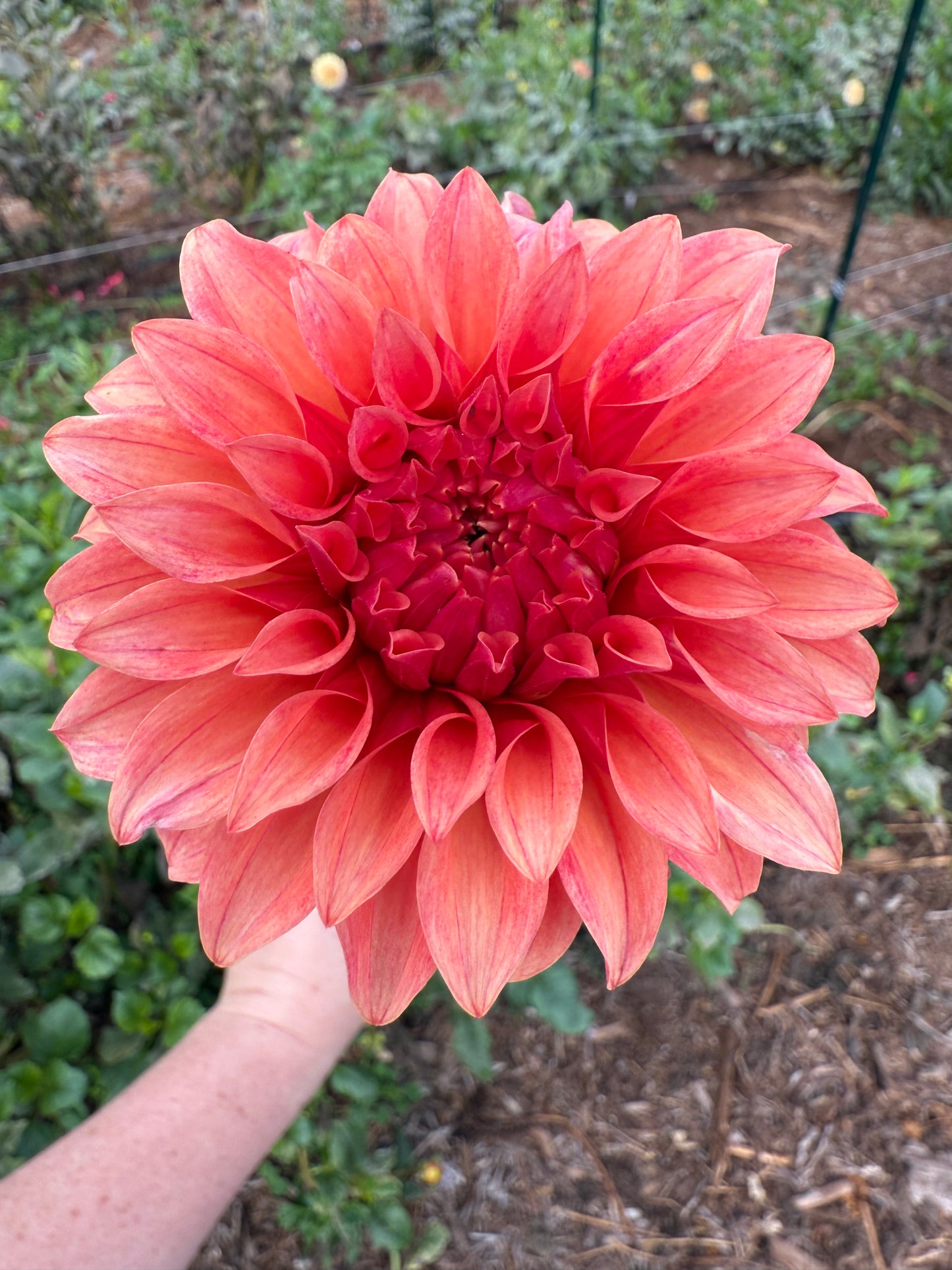 DAHLIA BLOOMQUIST PLEASING