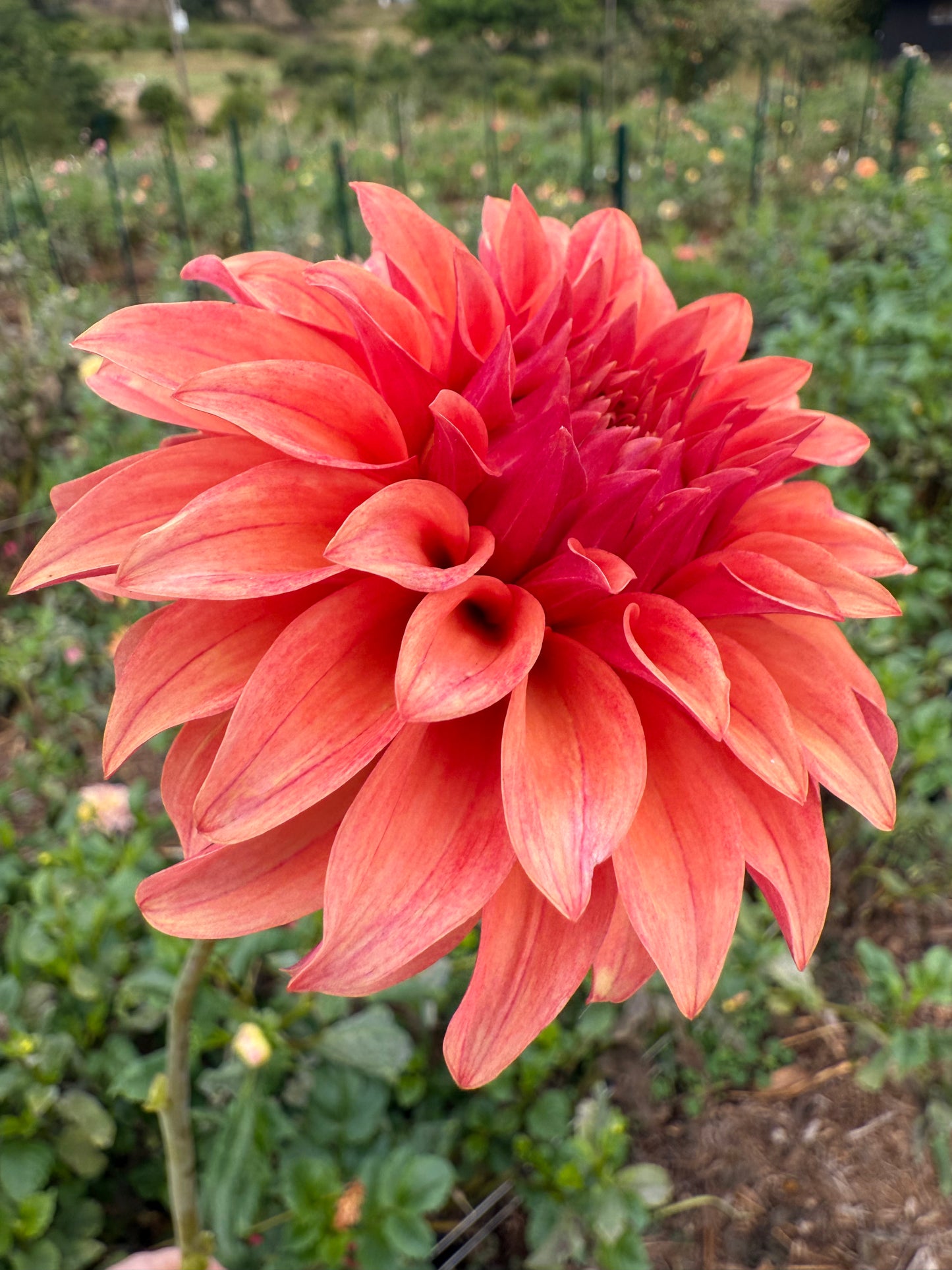 DAHLIA BLOOMQUIST PLEASING
