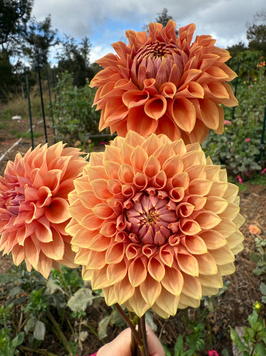 DAHLIA HY PATTI