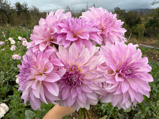 DAHLIA KDF LILAC CLOUDBURST