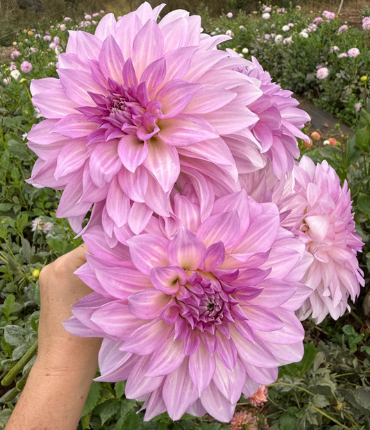 DAHLIA KDF LILAC CLOUDBURST