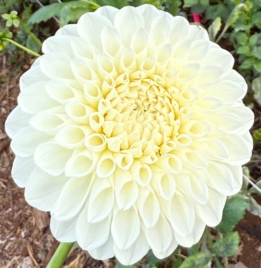 DAHLIA BQ SNOWY
