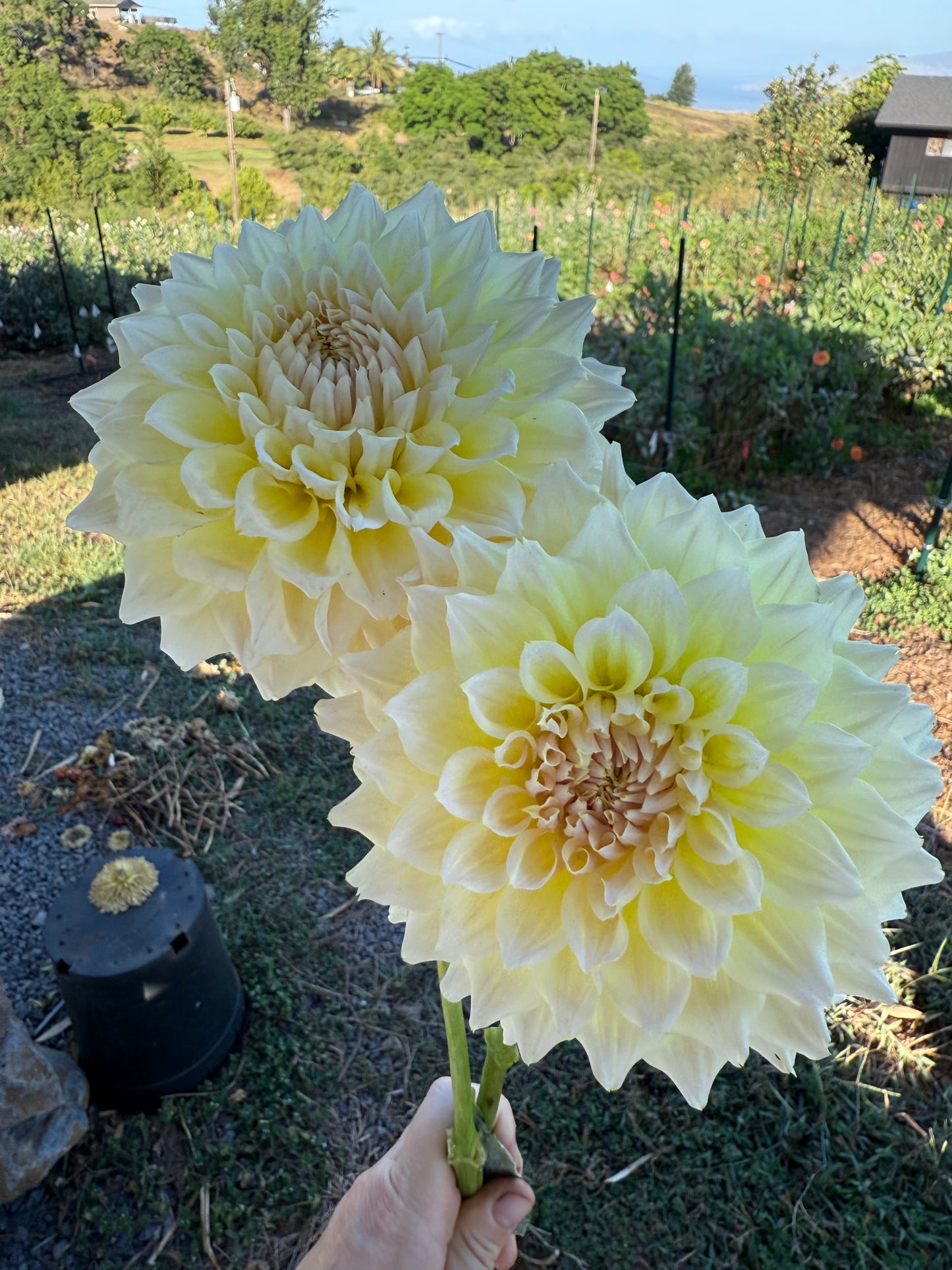 DAHLIA WESTERTON LILIAN