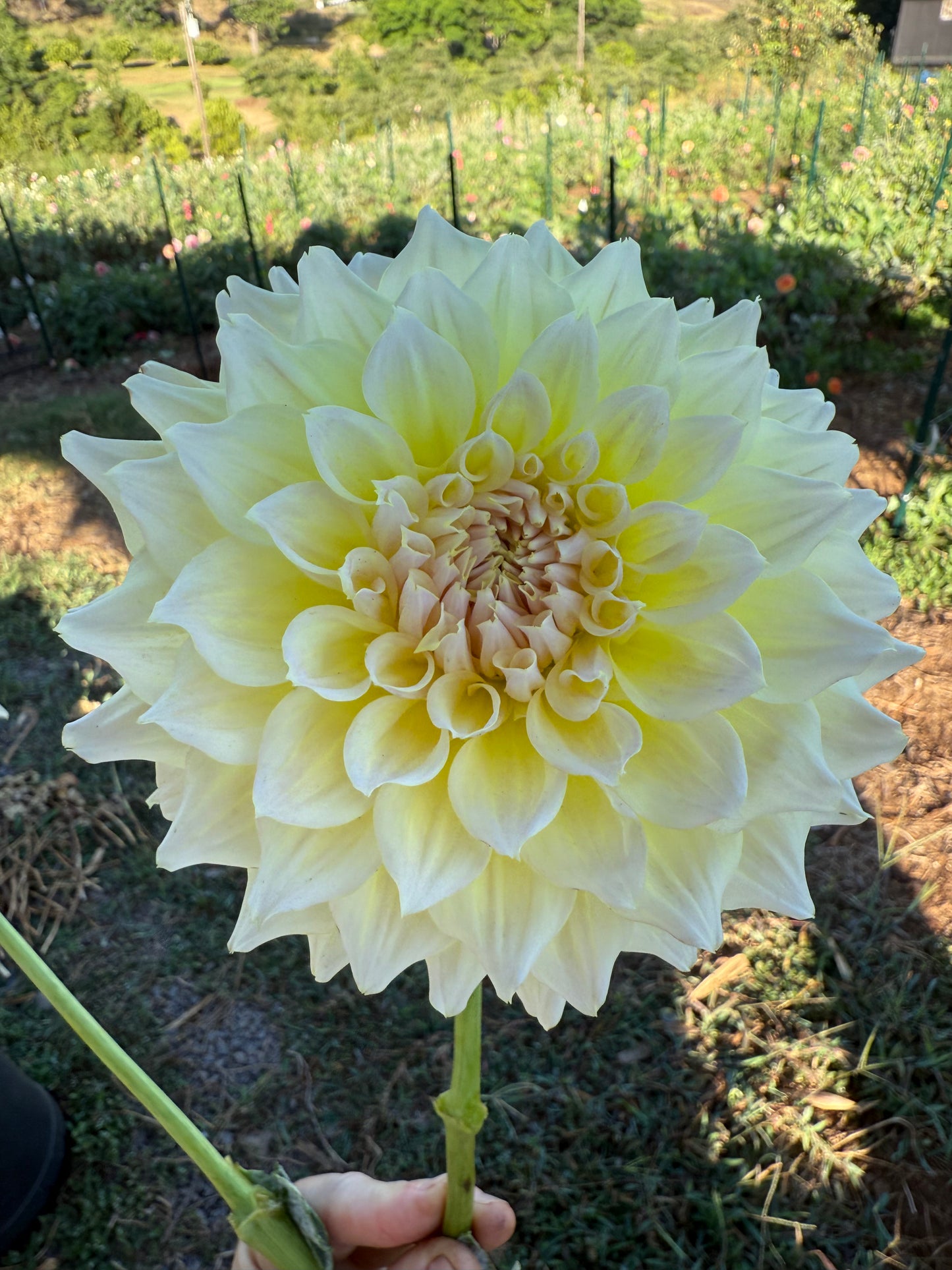 DAHLIA WESTERTON LILIAN