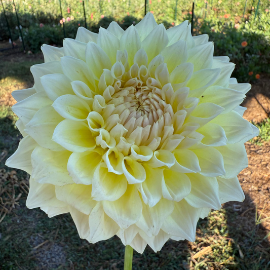 DAHLIA WESTERTON LILIAN