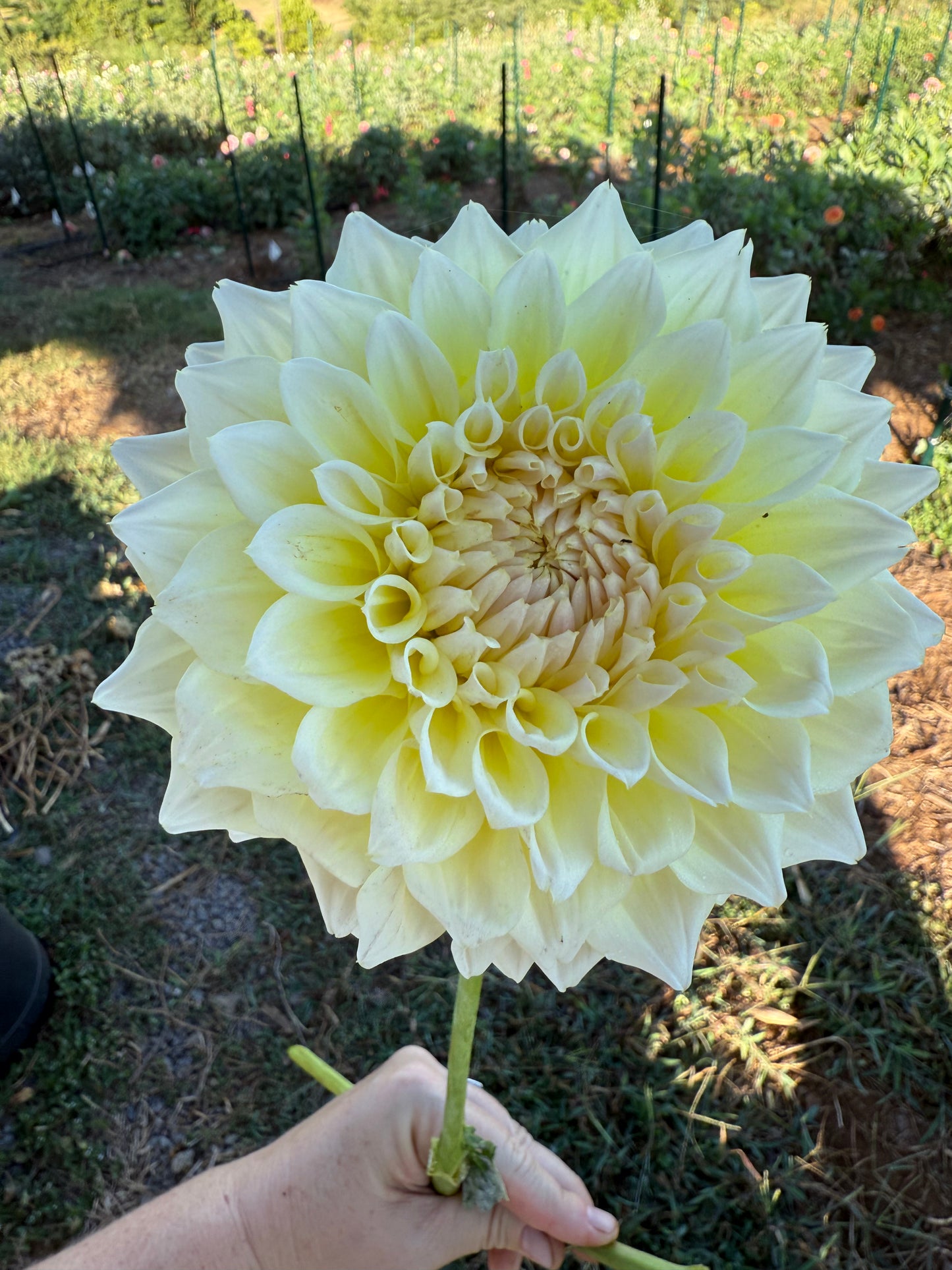 DAHLIA WESTERTON LILIAN