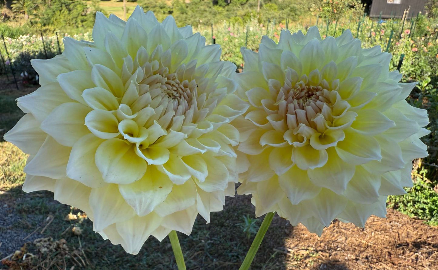 DAHLIA WESTERTON LILIAN