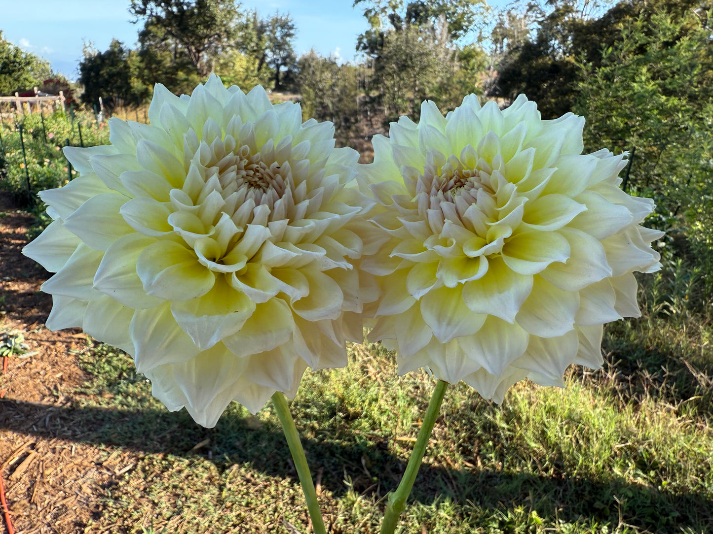 DAHLIA WESTERTON LILIAN