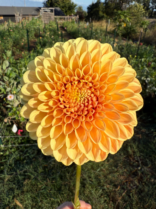 DAHLIA DARCY