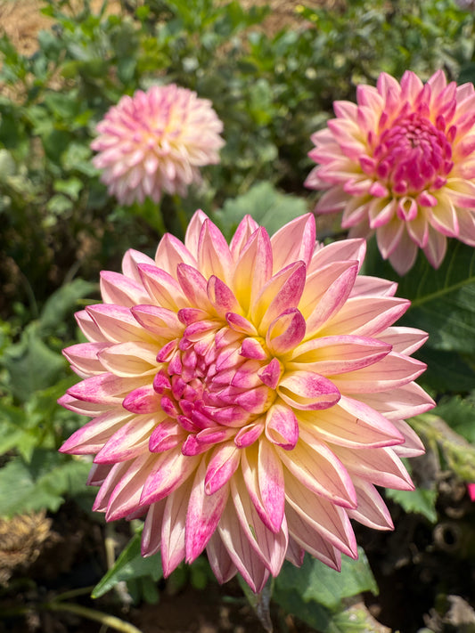 DAHLIA VALLEY PORCUPINE