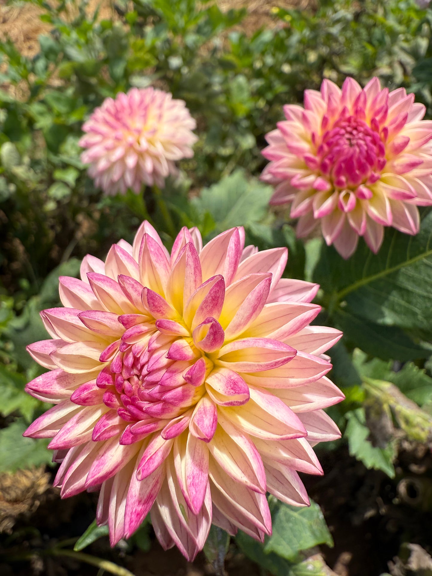 DAHLIA VALLEY PORCUPINE