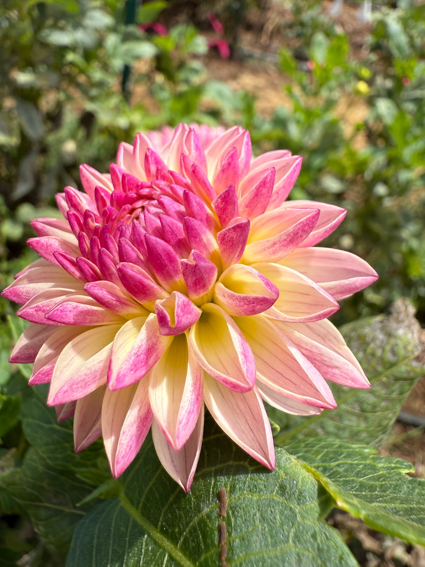 DAHLIA VALLEY PORCUPINE