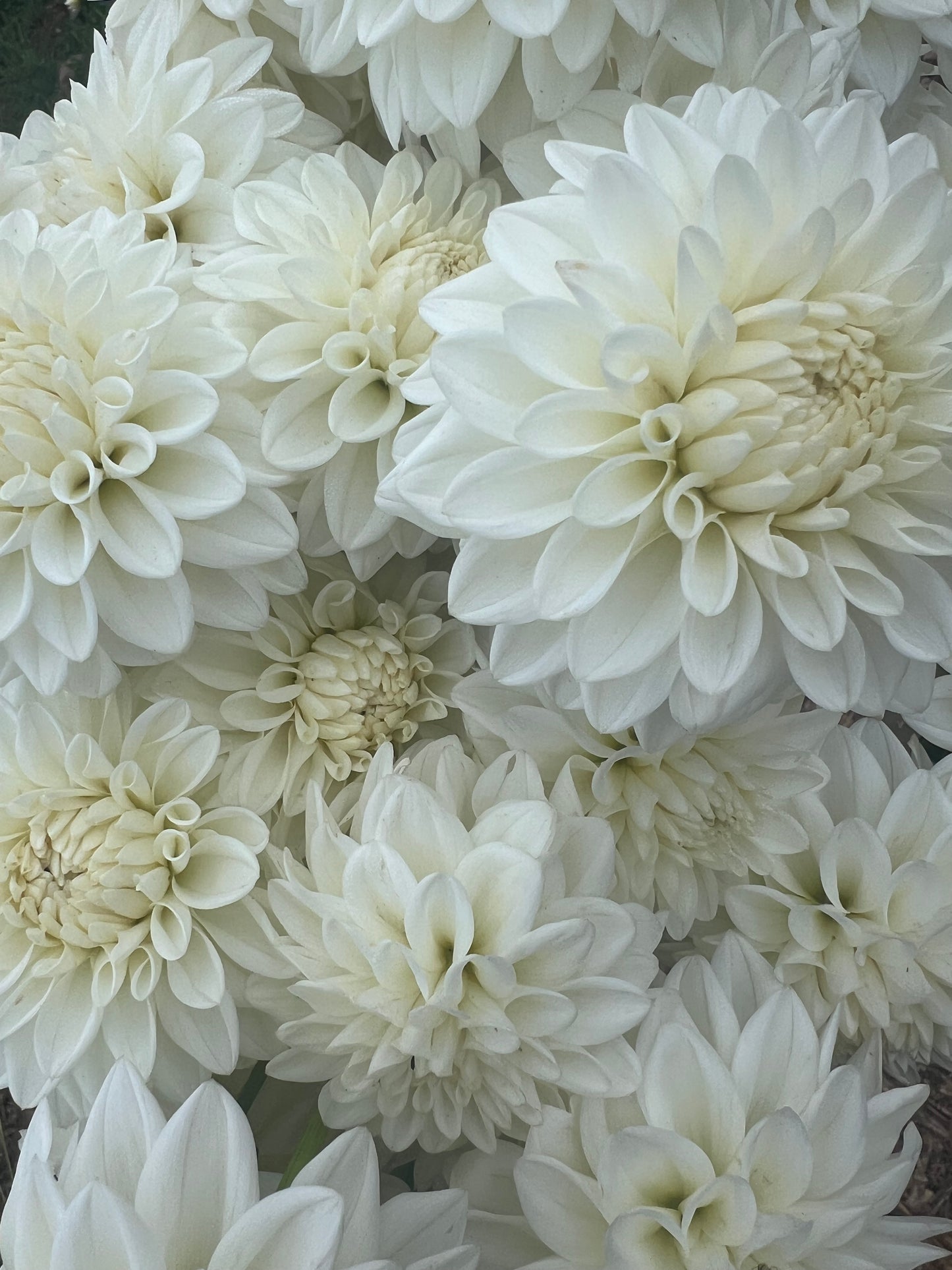 DAHLIA BLIZZARD