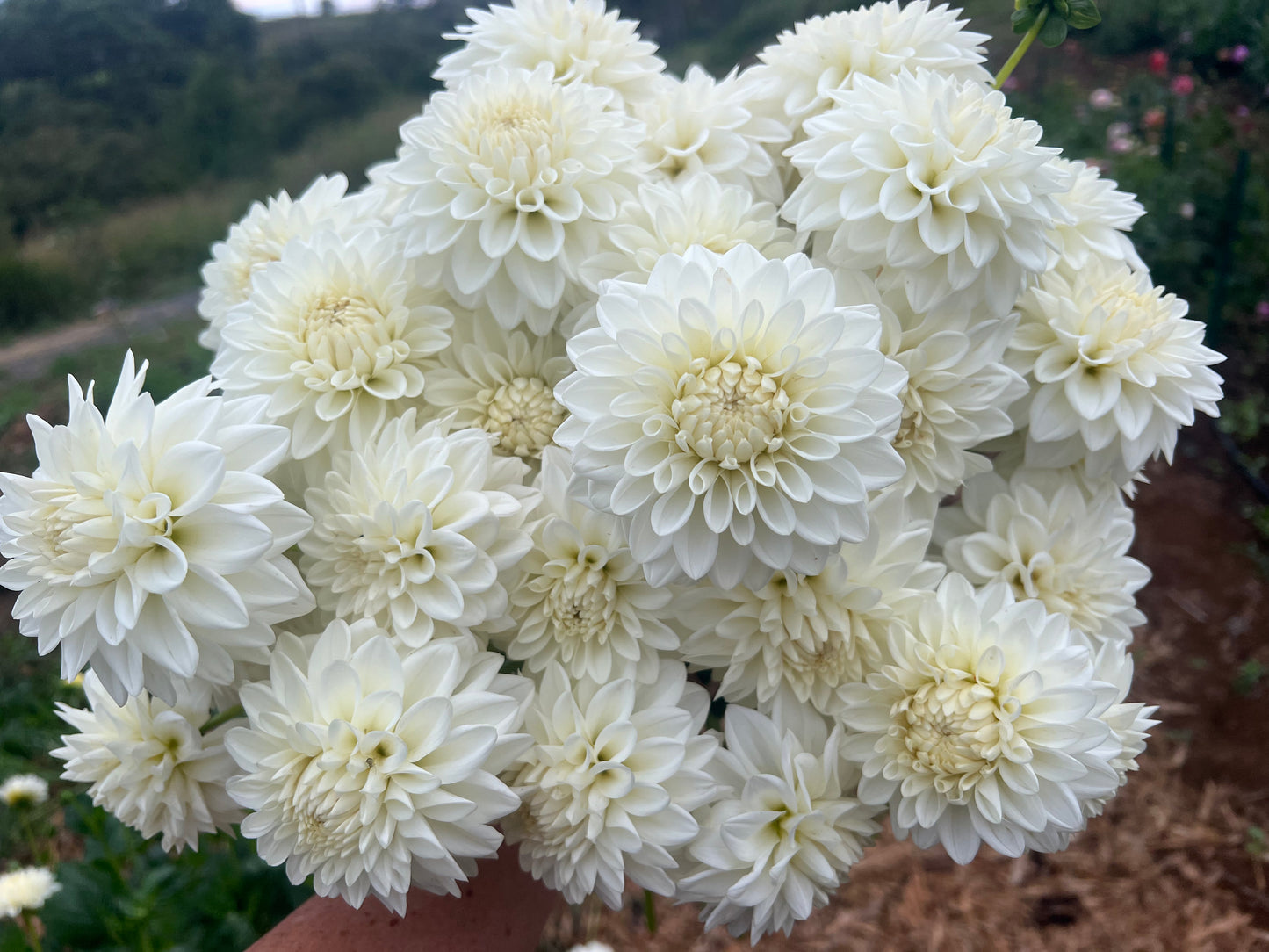 DAHLIA BLIZZARD