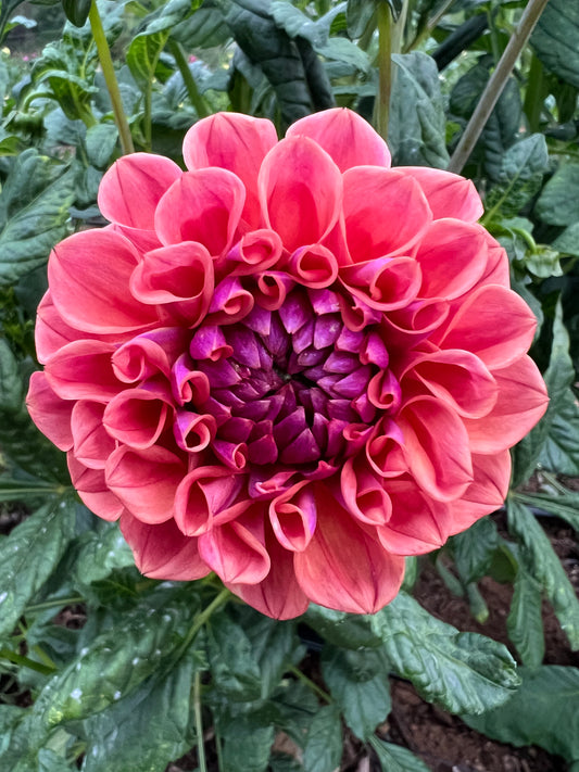 DAHLIA CHEWY