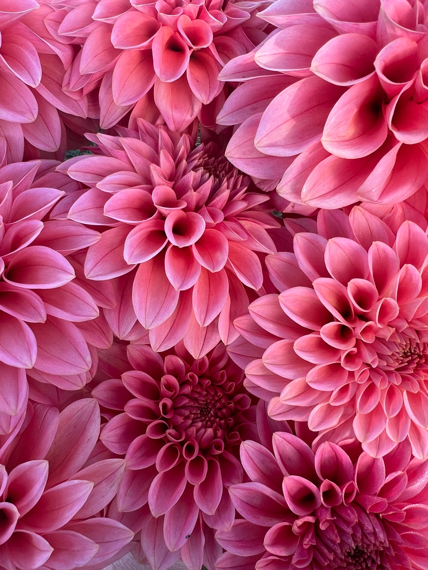 DAHLIA KA GUAVA