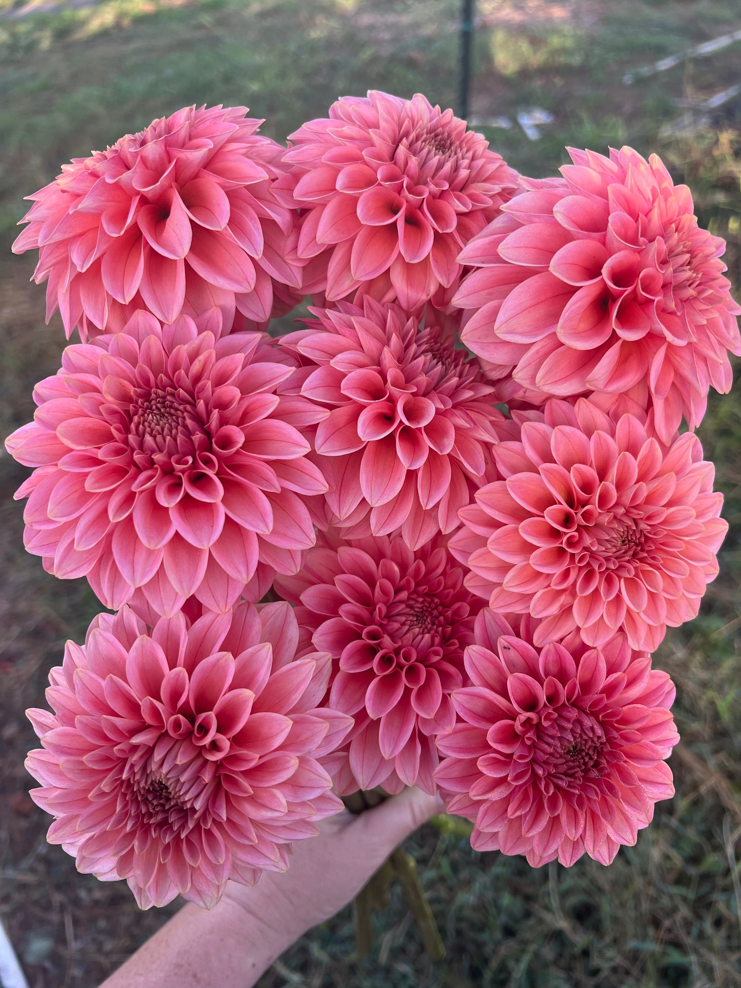 DAHLIA KA GUAVA