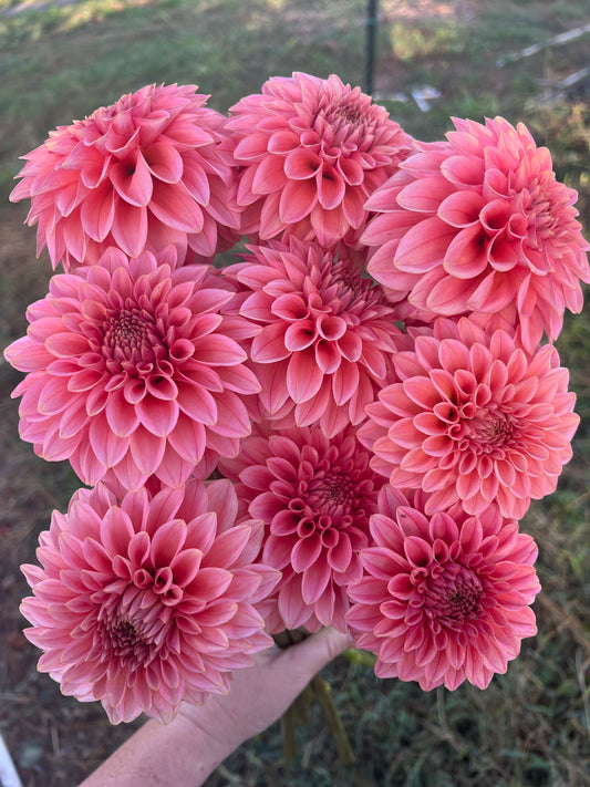 DAHLIA KA GUAVA