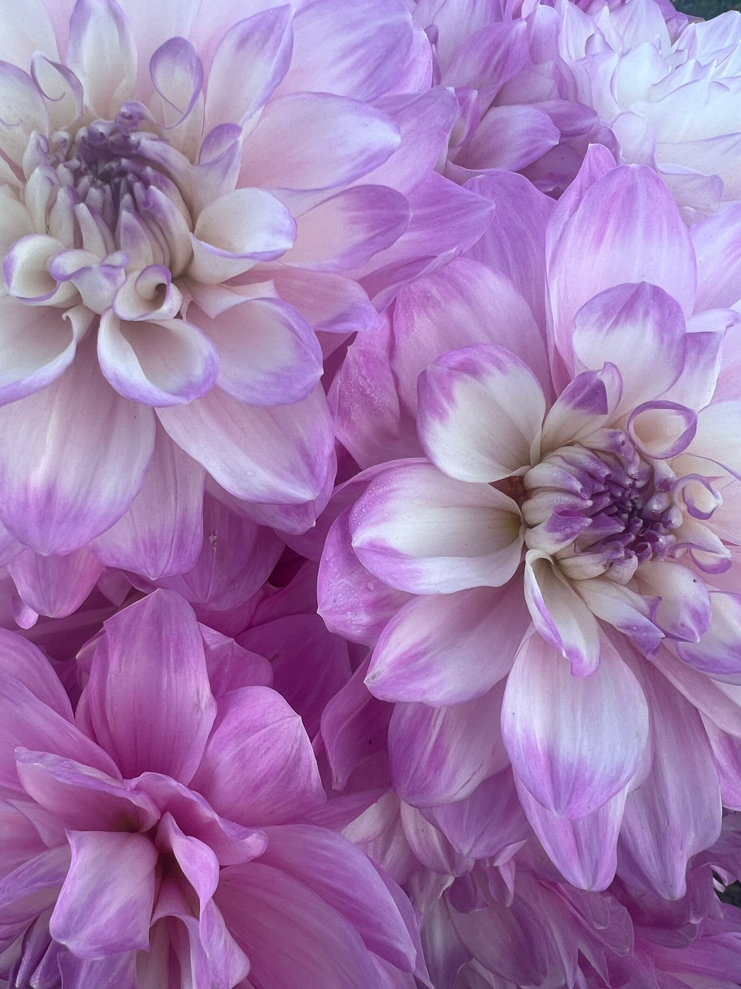 Kula Dahlia Farm YOU-PICK Thursday 6/25 5-6PM