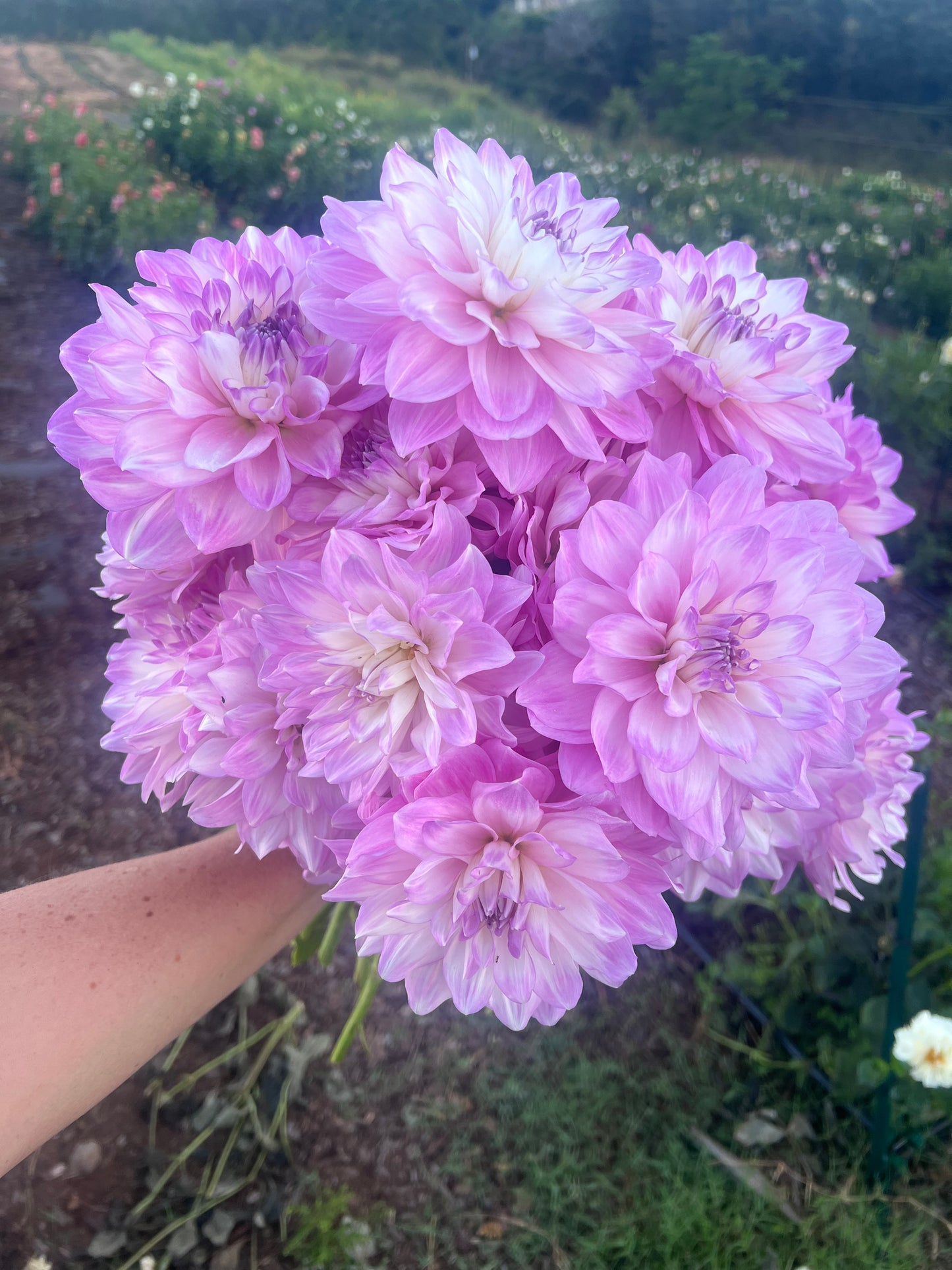 Kula Dahlia Farm YOU-PICK Thursday 6/25 5-6PM