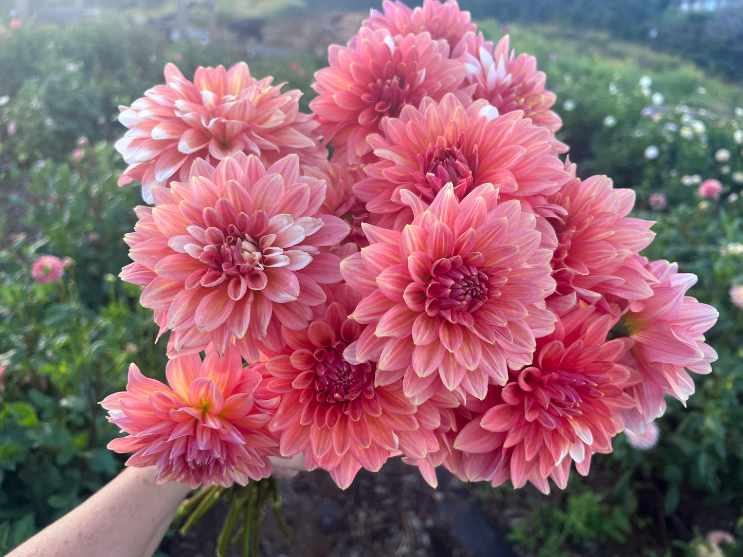 Kula Dahlia Farm YOU-PICK Thursday 6/25 5-6PM