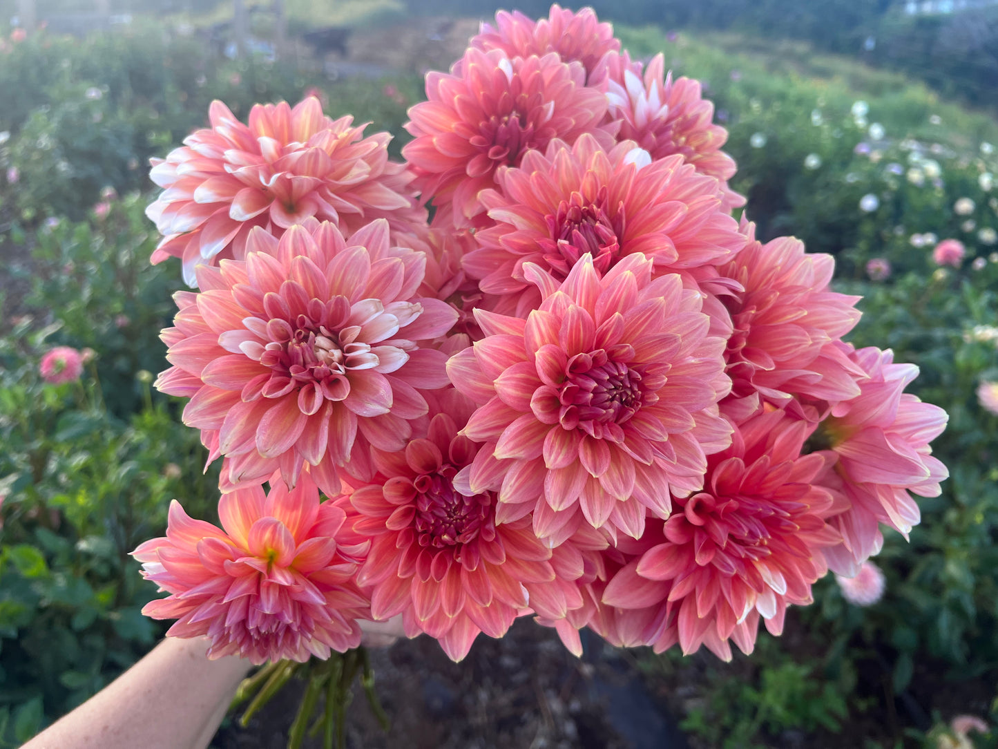 DAHLIA CONNECTICUT CORAL