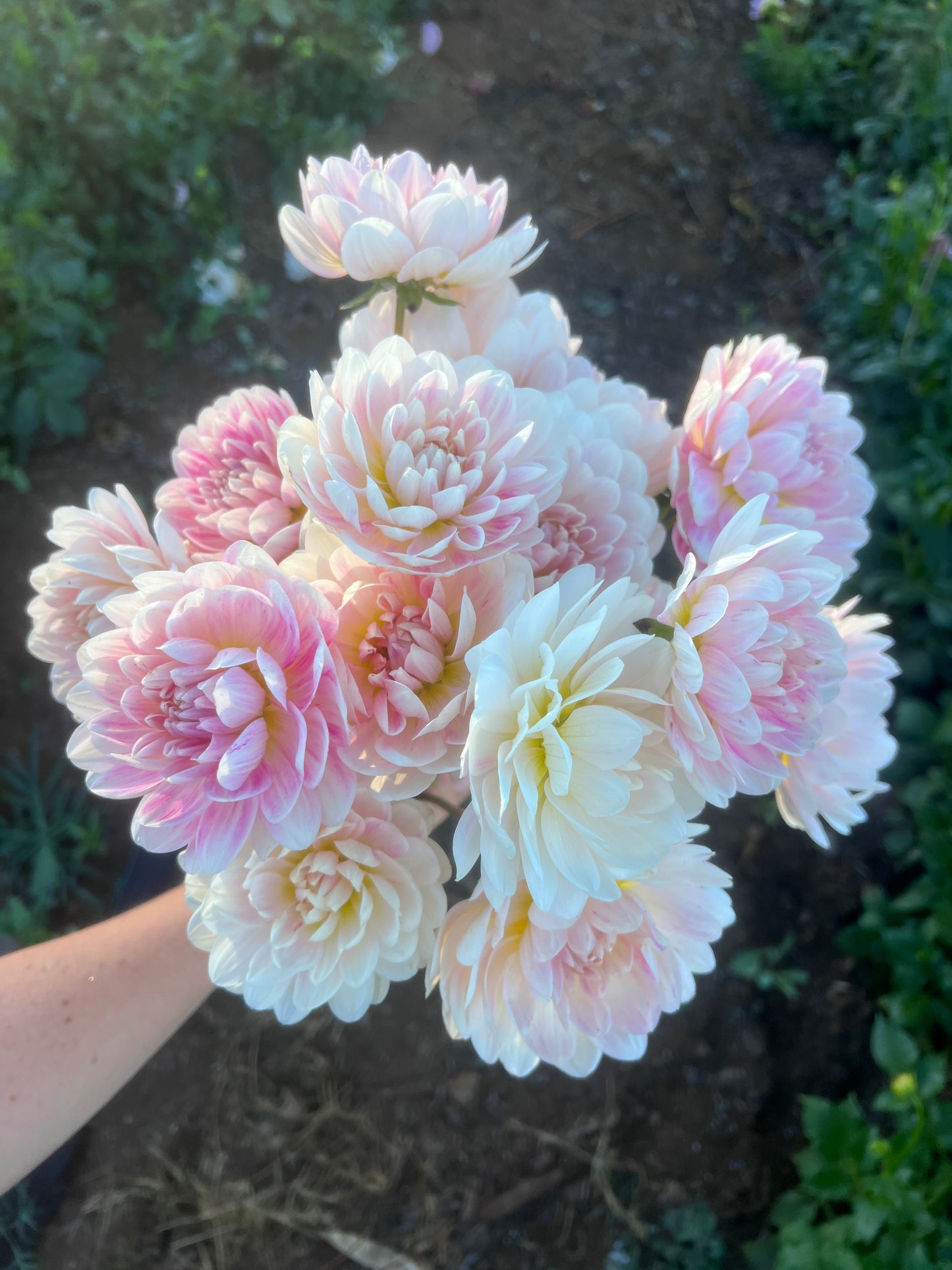 Kula Dahlia Farm YOU-PICK Thursday 6/25 5-6PM