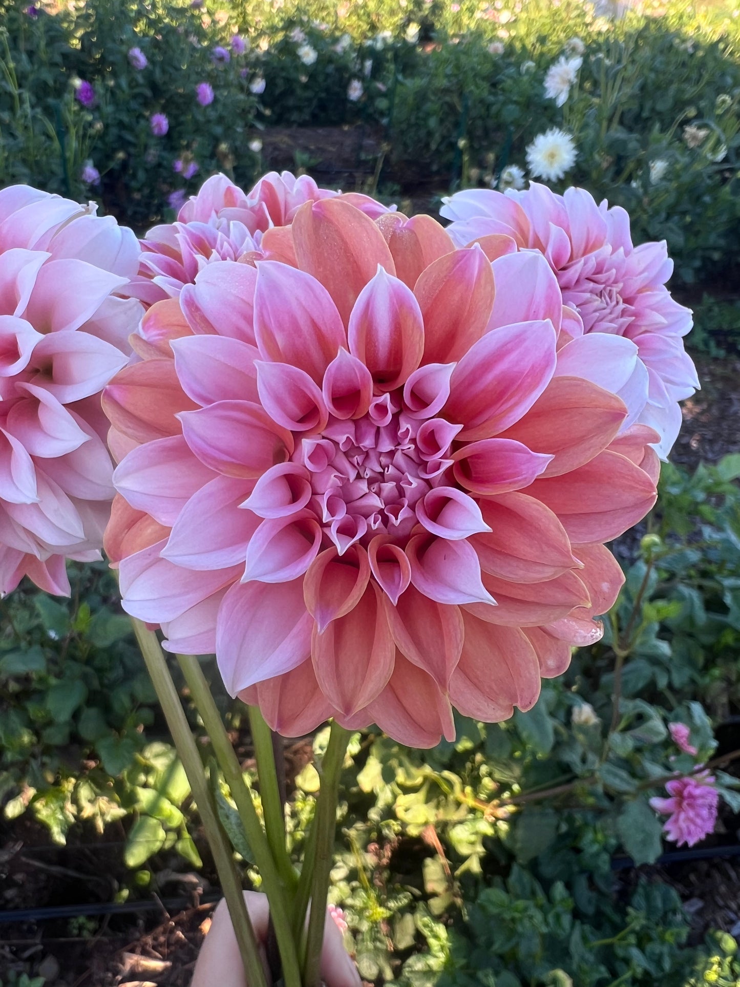 DAHLIA PEACHES N CREAM