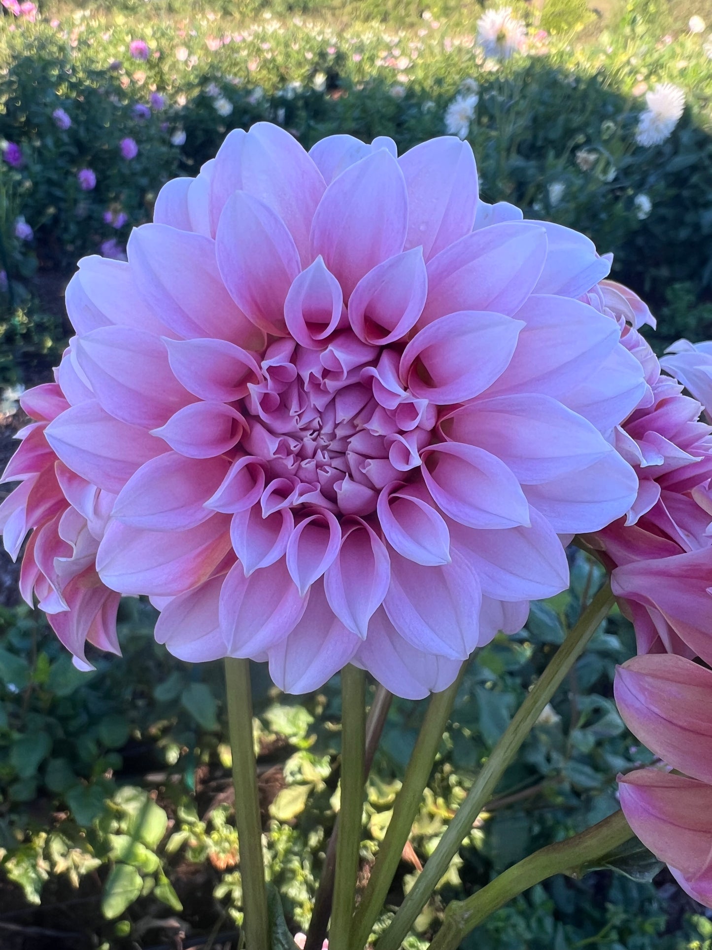 DAHLIA PEACHES N CREAM