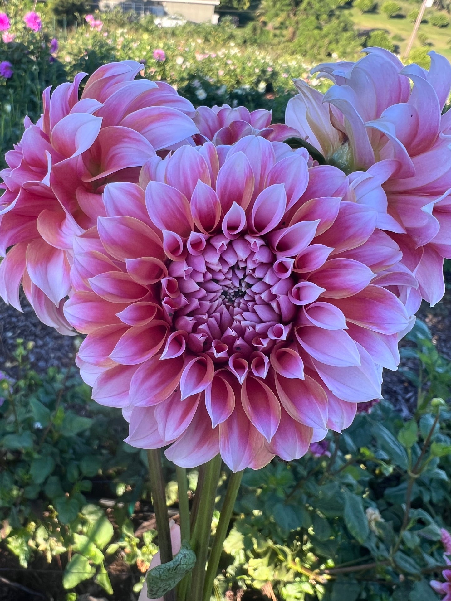 DAHLIA PEACHES N CREAM