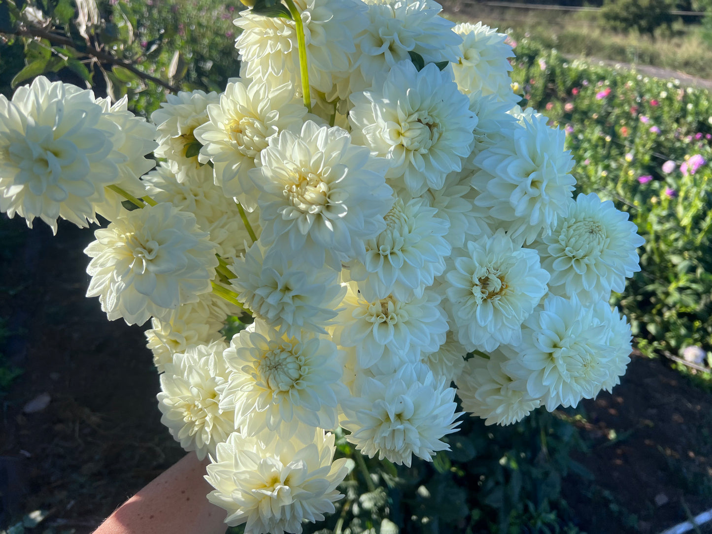 Kula Dahlia Farm YOU-PICK Thursday 6/25 5-6PM