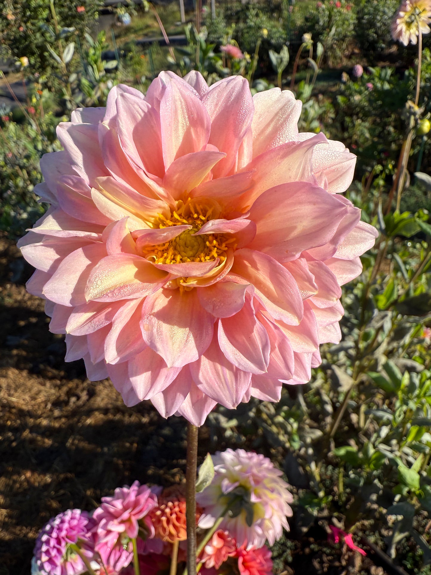 DAHLIA WESTERTON JHW