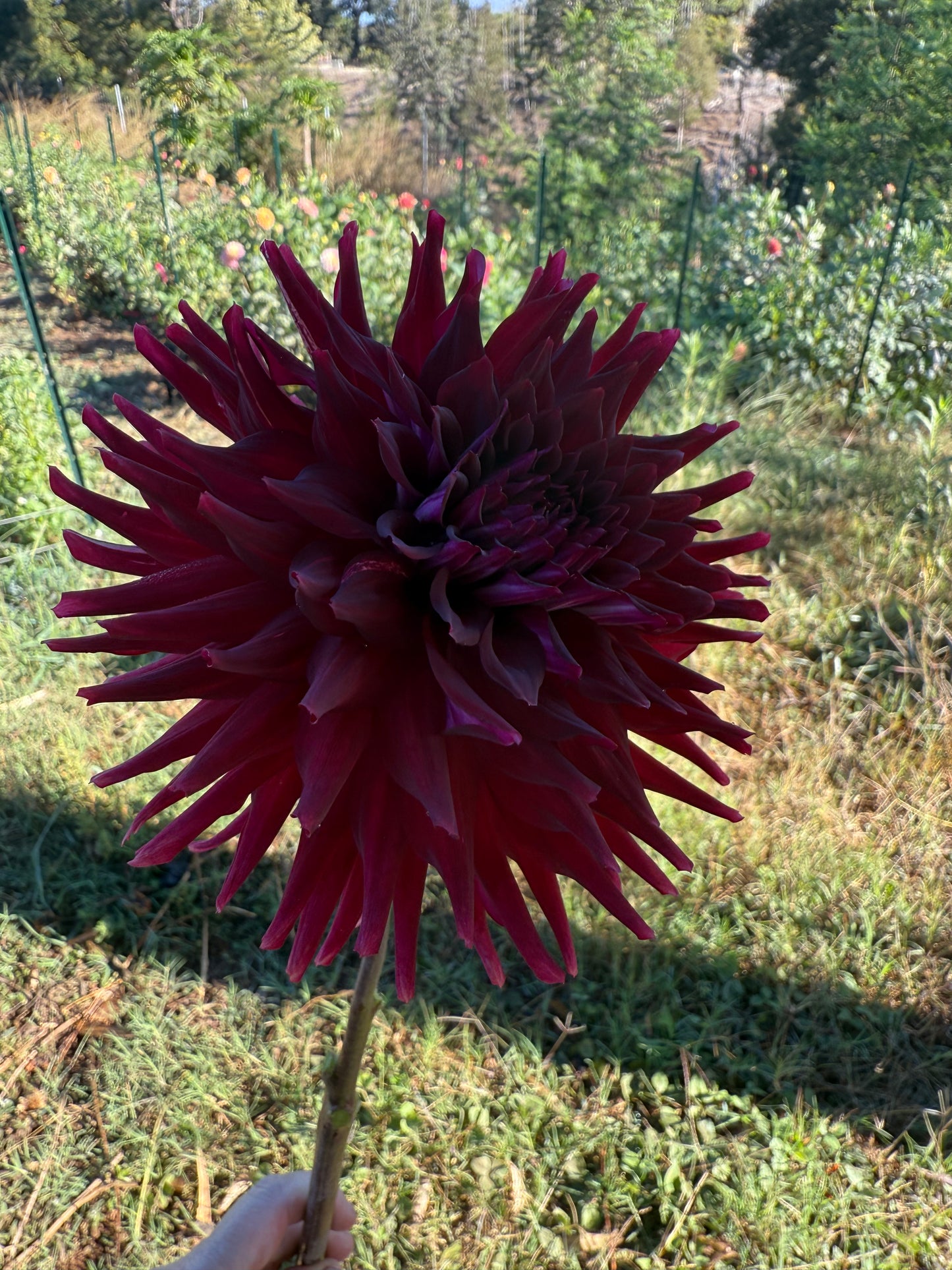 DAHLIA BLOOMQUIST QUILL