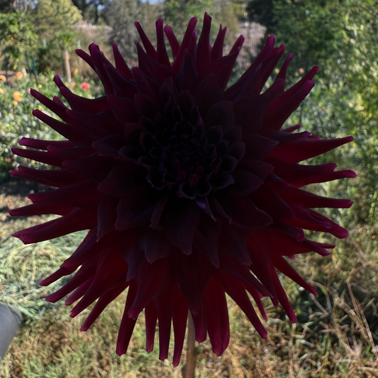 DAHLIA BLOOMQUIST QUILL