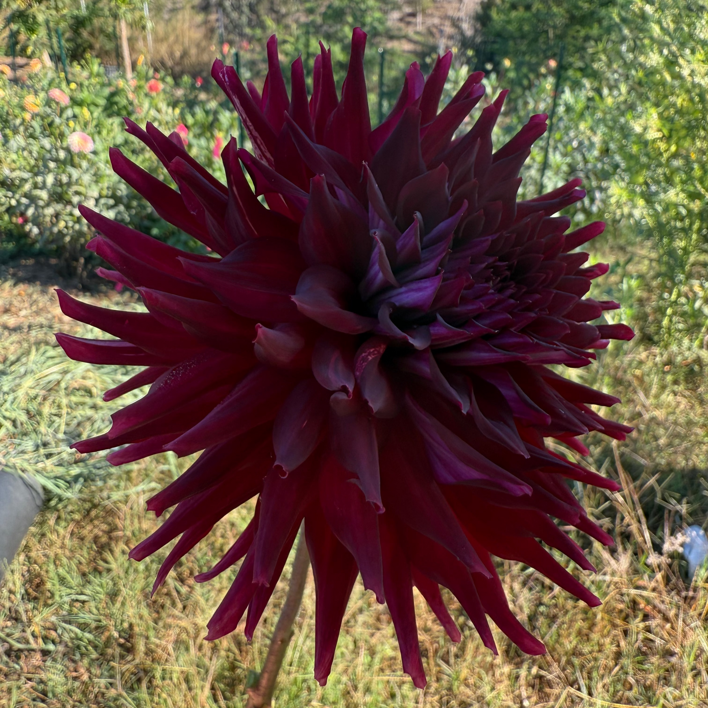 DAHLIA BLOOMQUIST QUILL