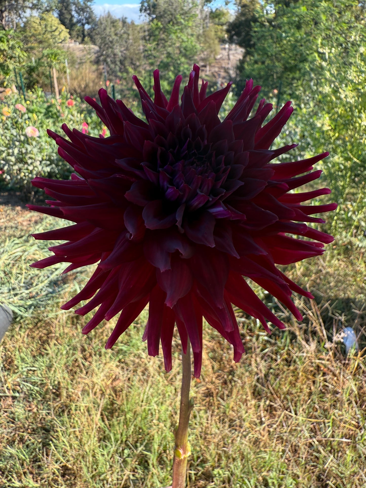 DAHLIA BLOOMQUIST QUILL