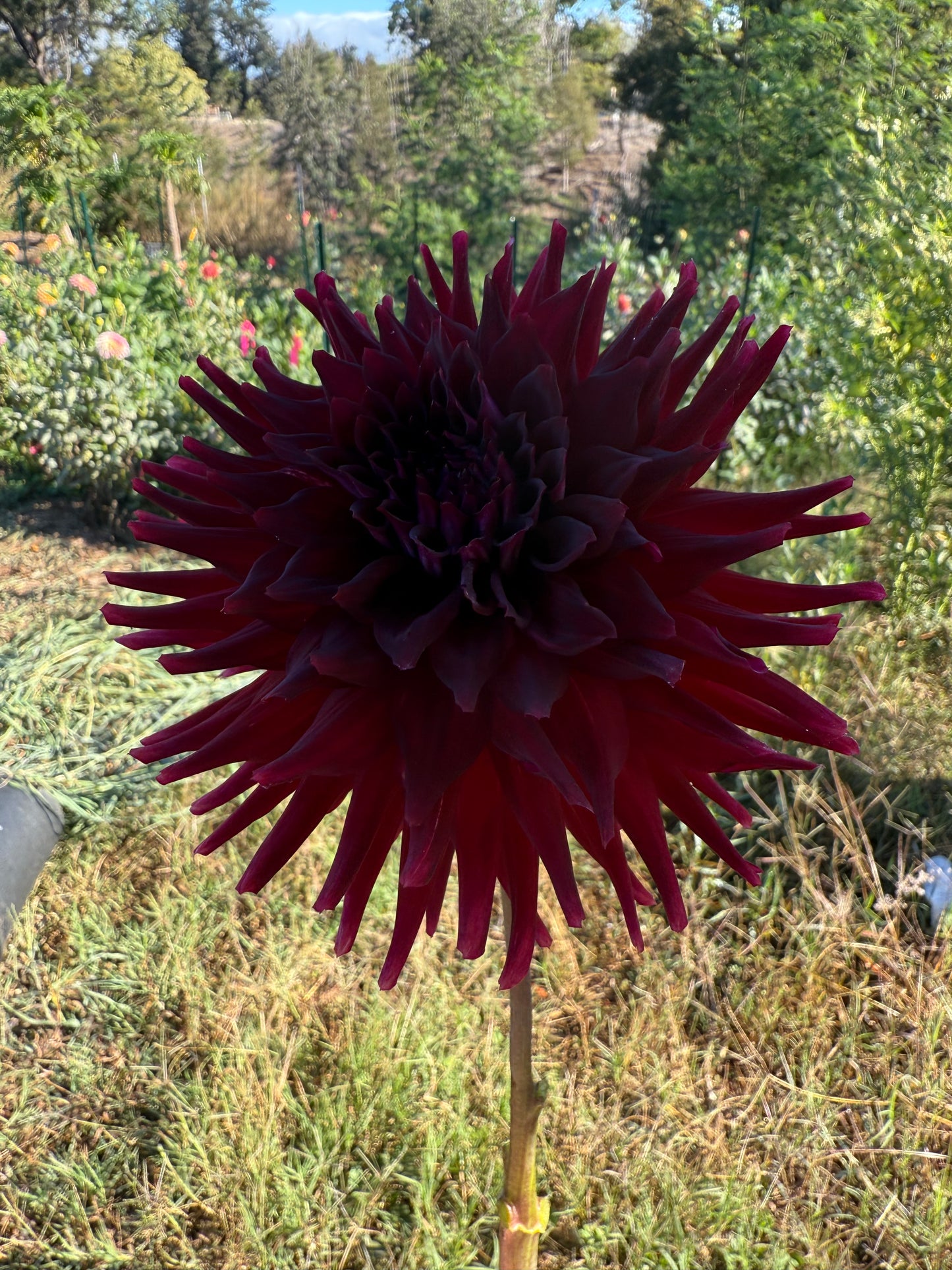 DAHLIA BLOOMQUIST QUILL