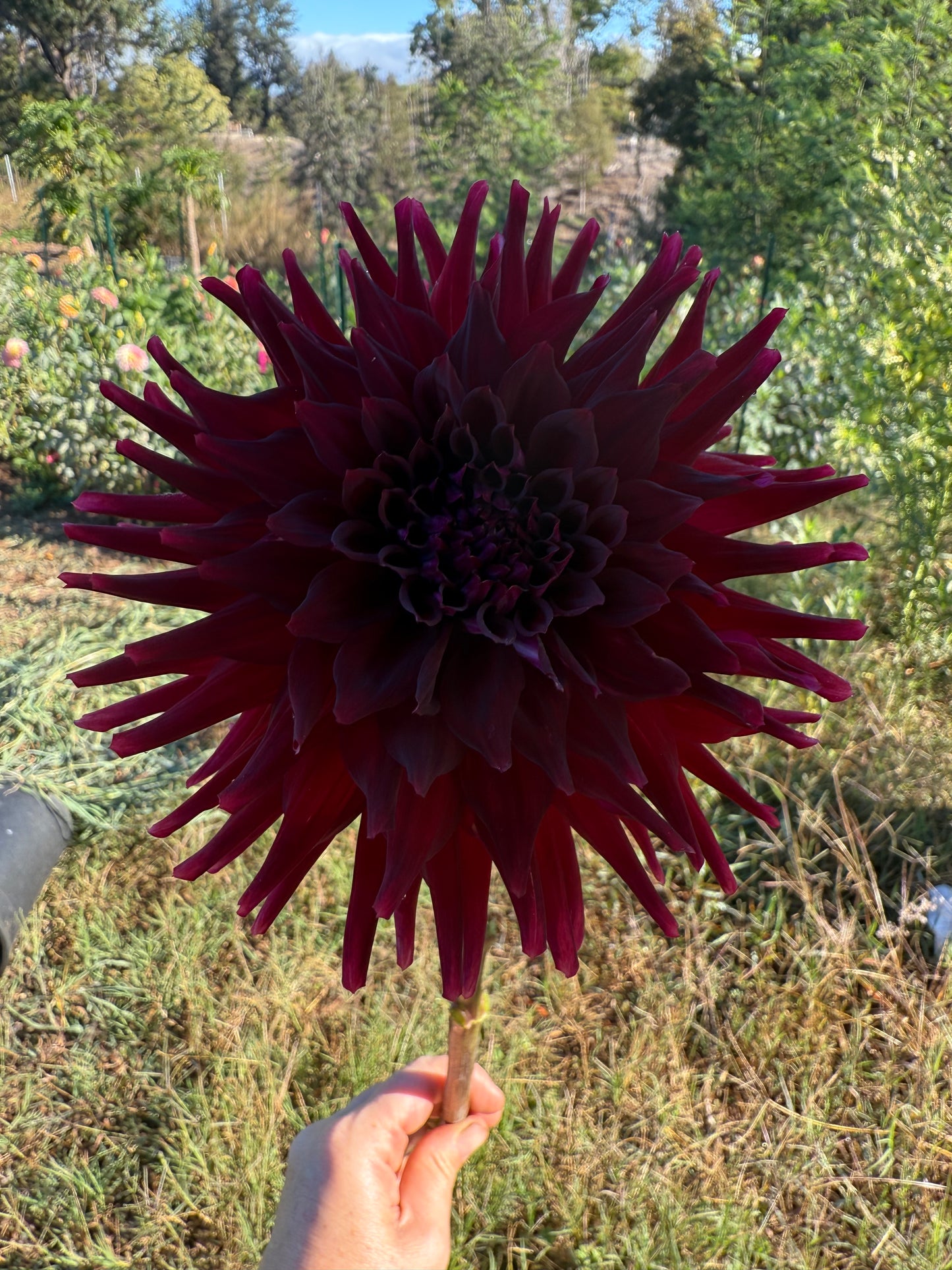 DAHLIA BLOOMQUIST QUILL